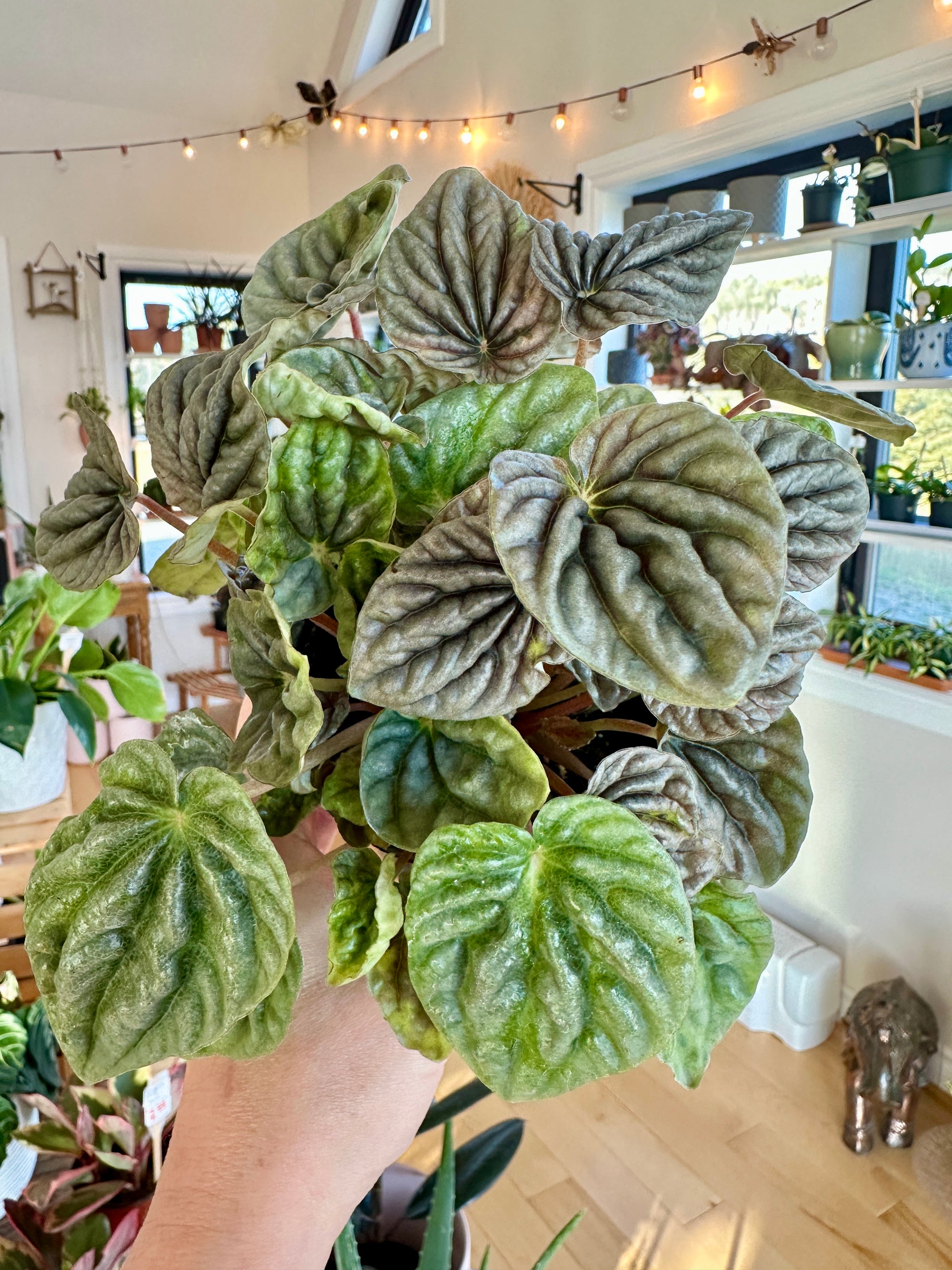 peperomia caperata ripple