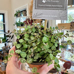 peperomia prostrata string of turtles