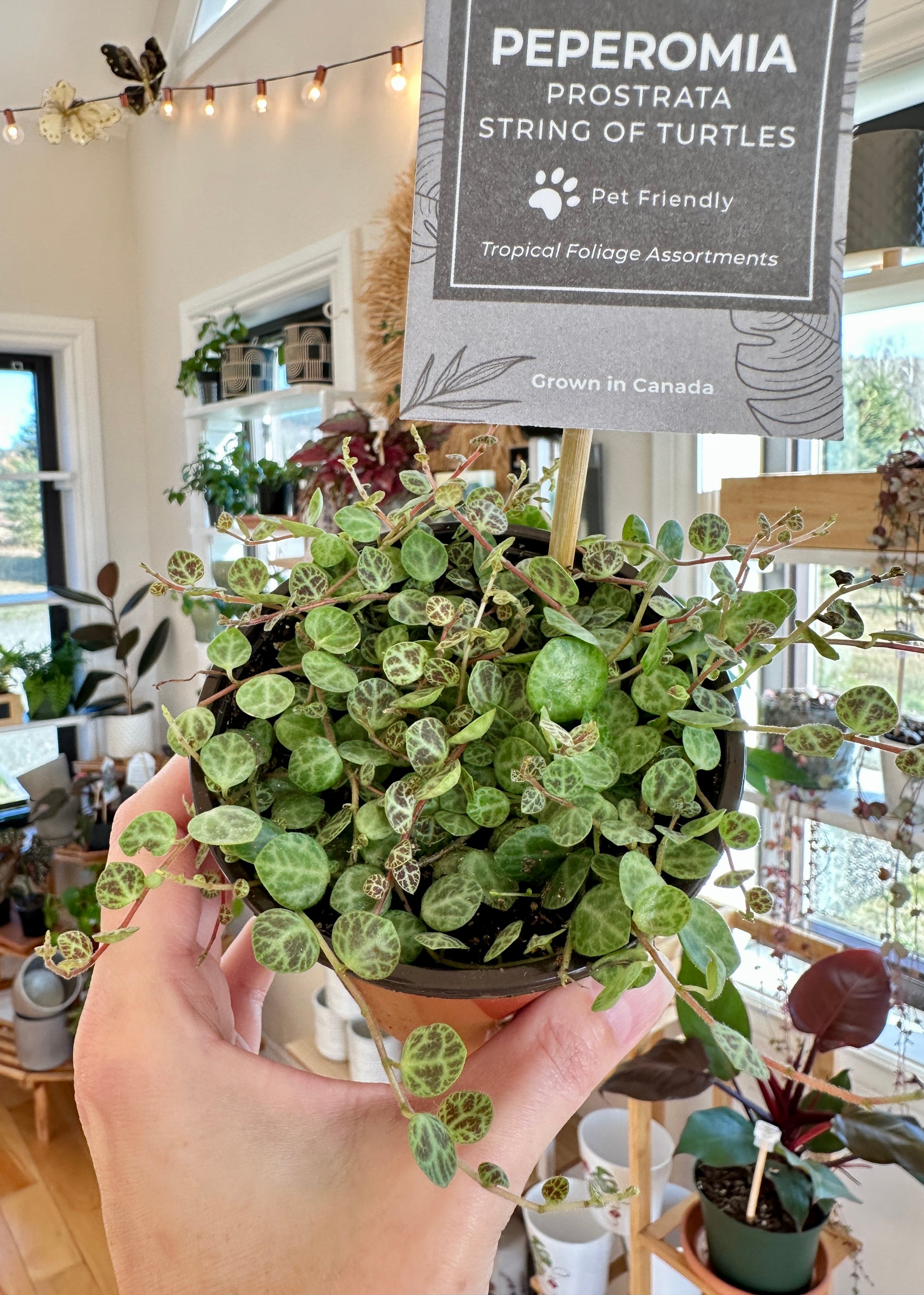 peperomia prostrata string of turtles