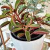 peperomia gaveolens ruby glow