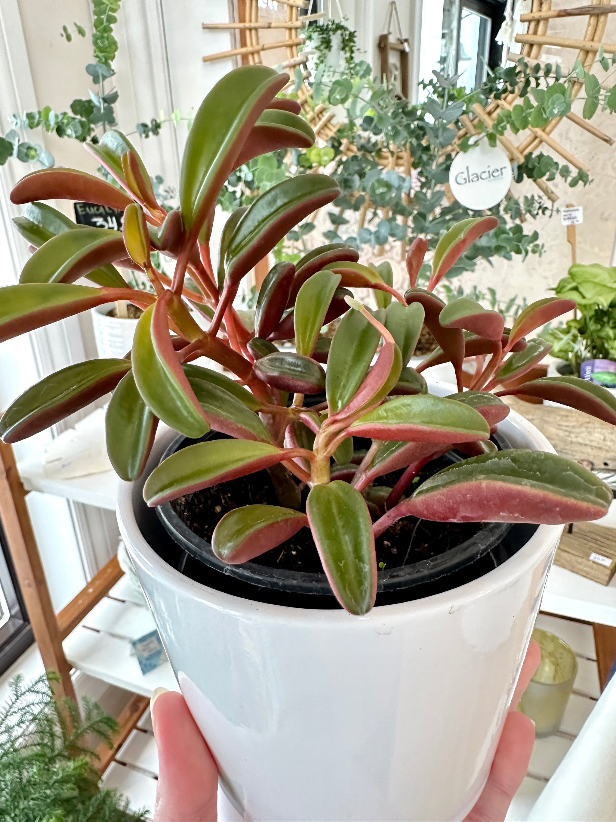 peperomia gaveolens ruby glow