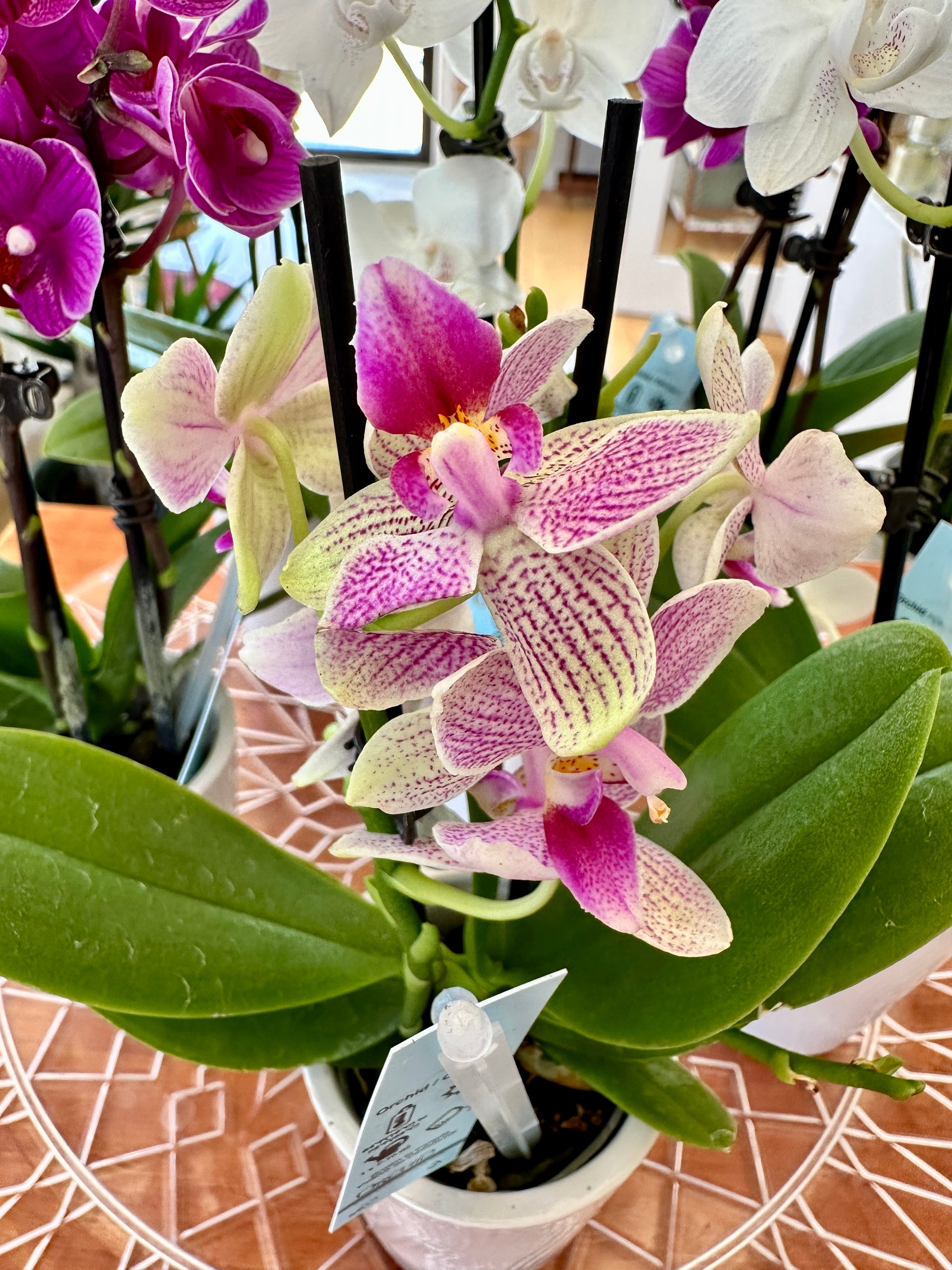 phalanopsis orchidée