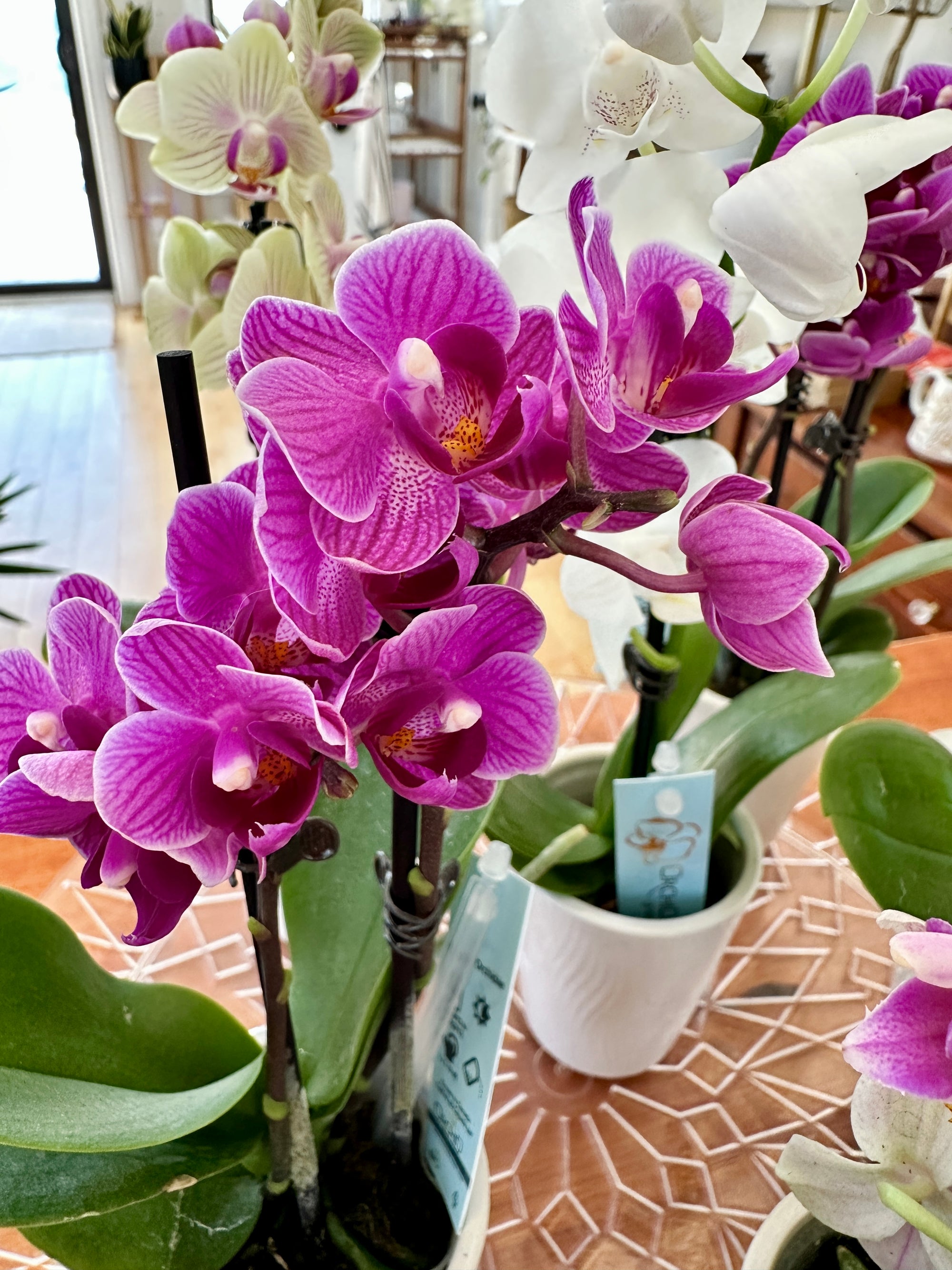 phalanopsis orchidée