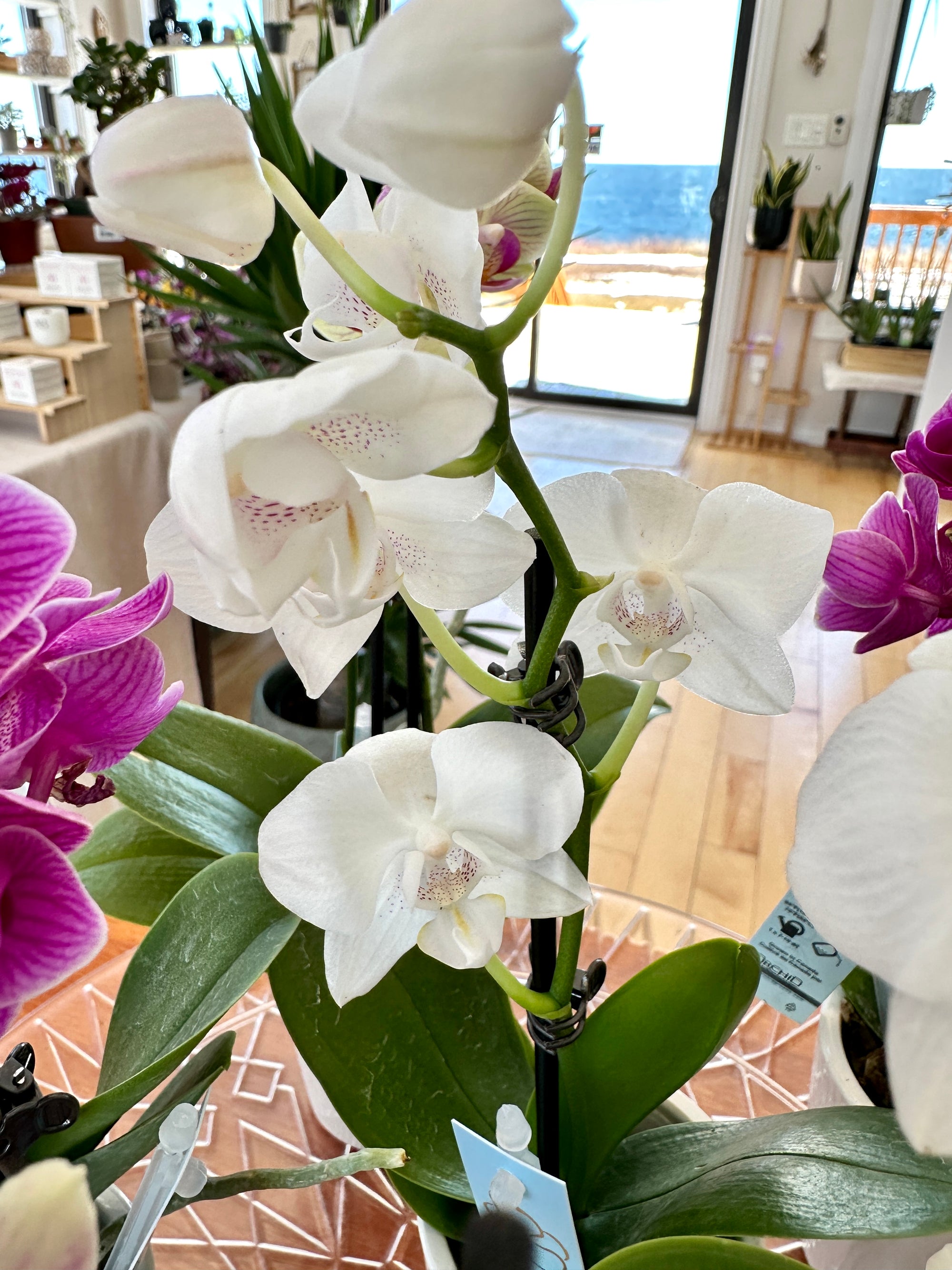 phalanopsis orchidée