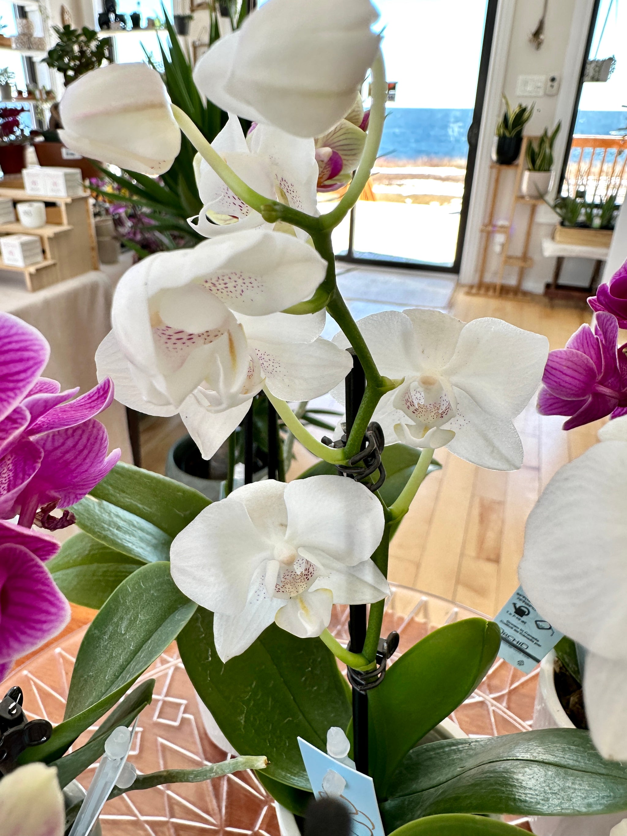 phalanopsis orchidée