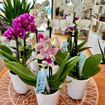 phalanopsis orchidée