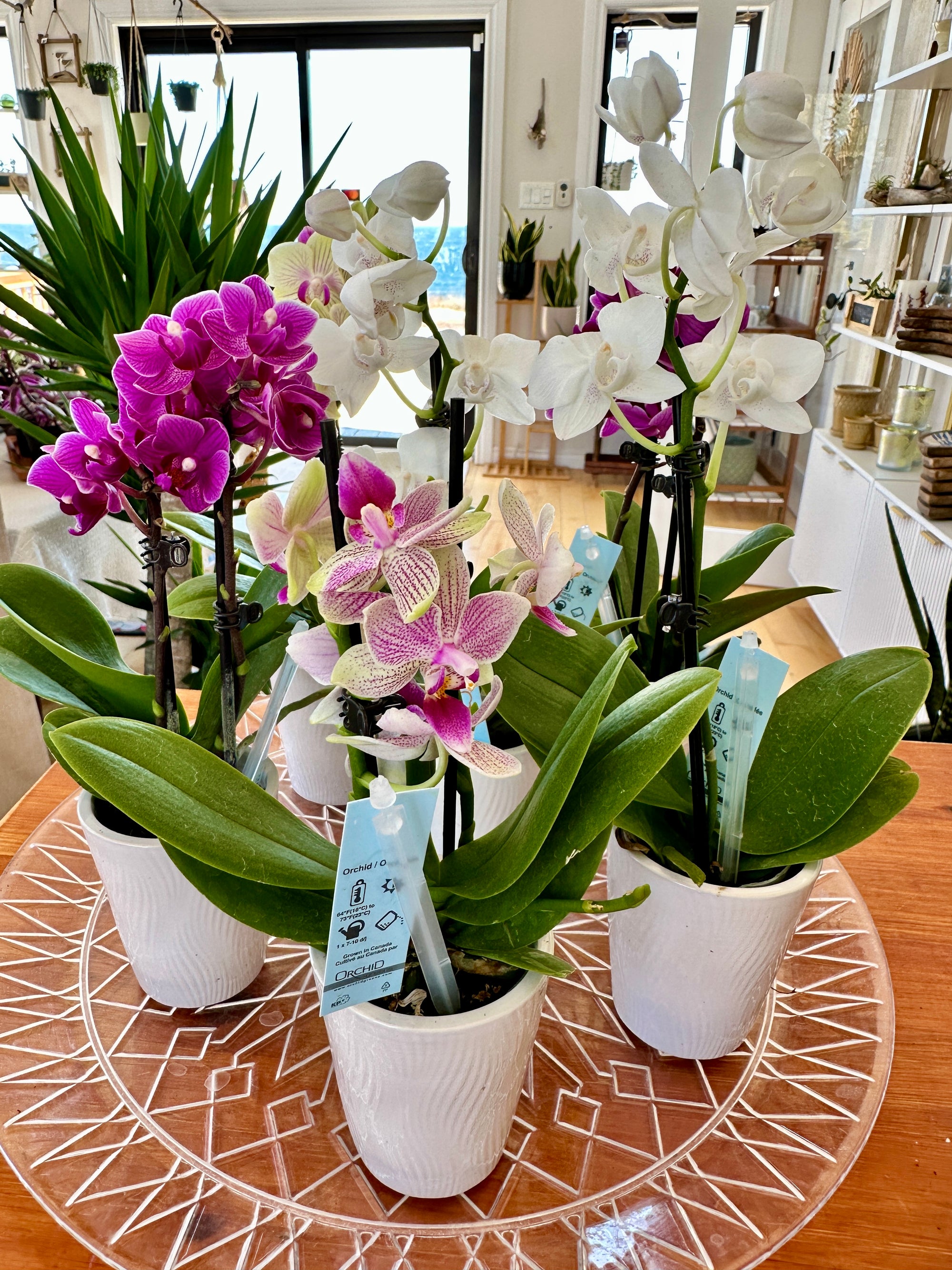 phalanopsis orchidée