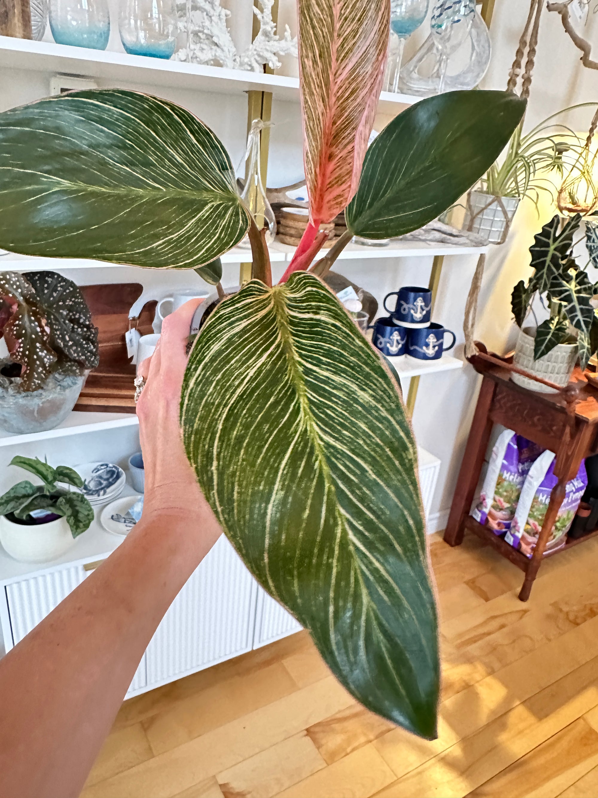 philodendron pink birkin