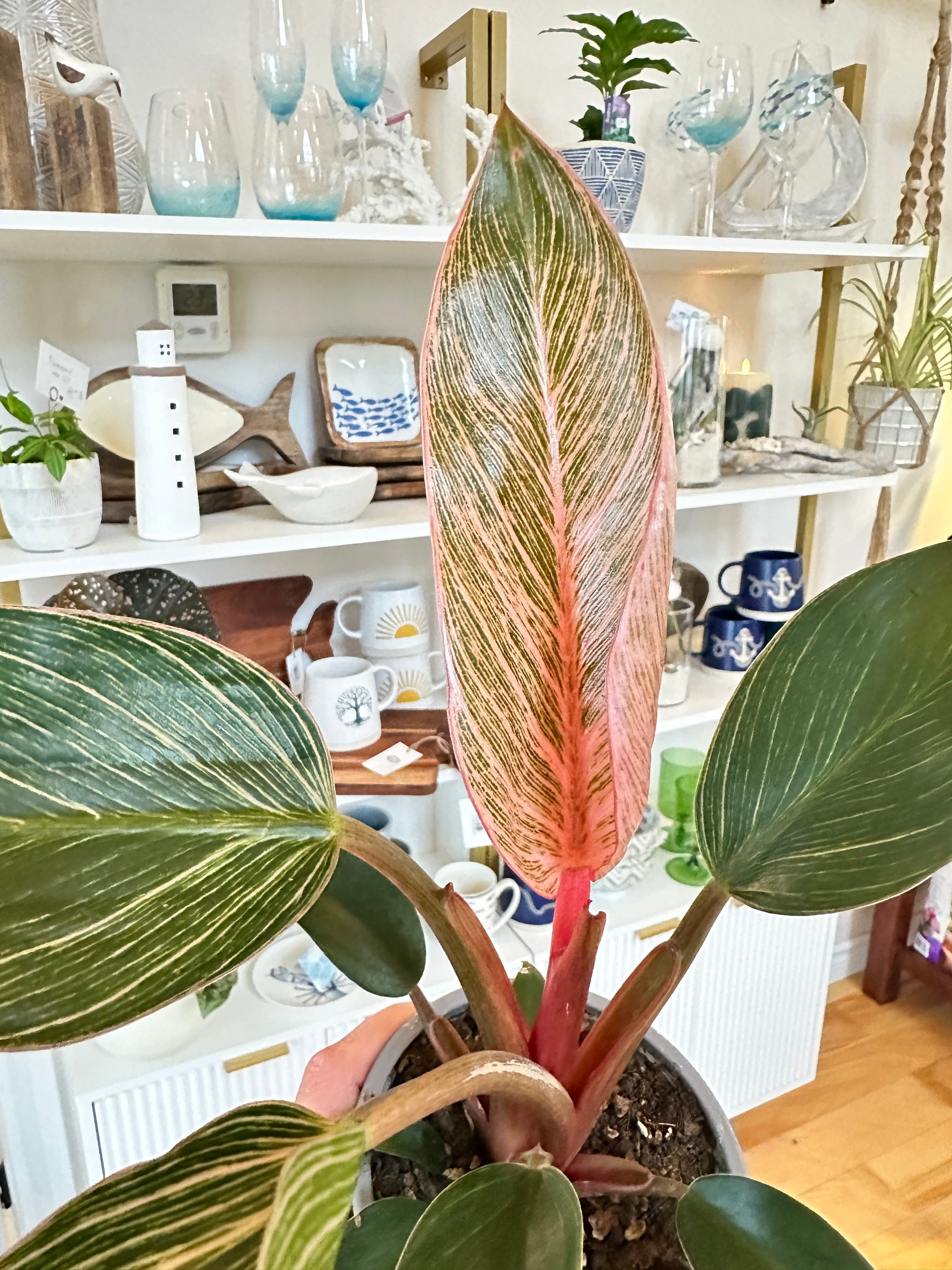 philodendron pink birkin
