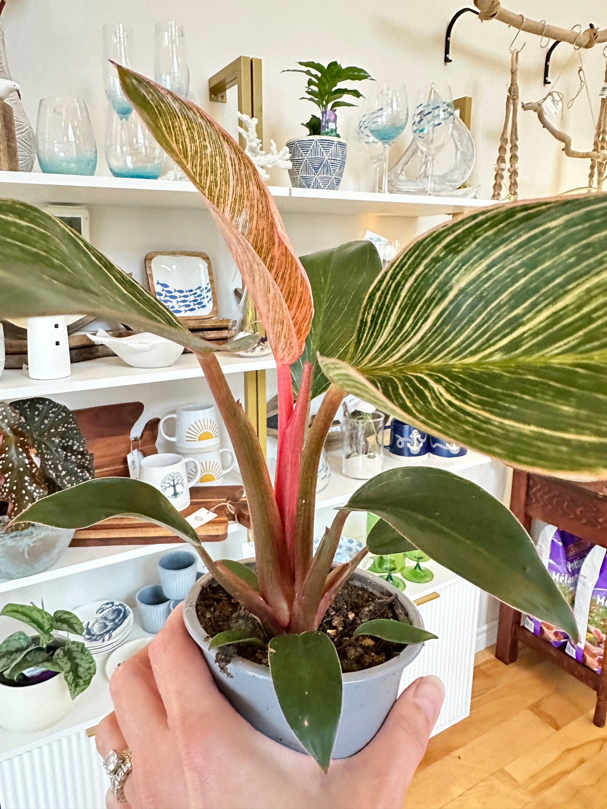 philodendron pink birkin