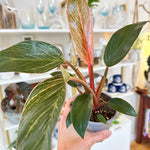 philodendron pink birkin