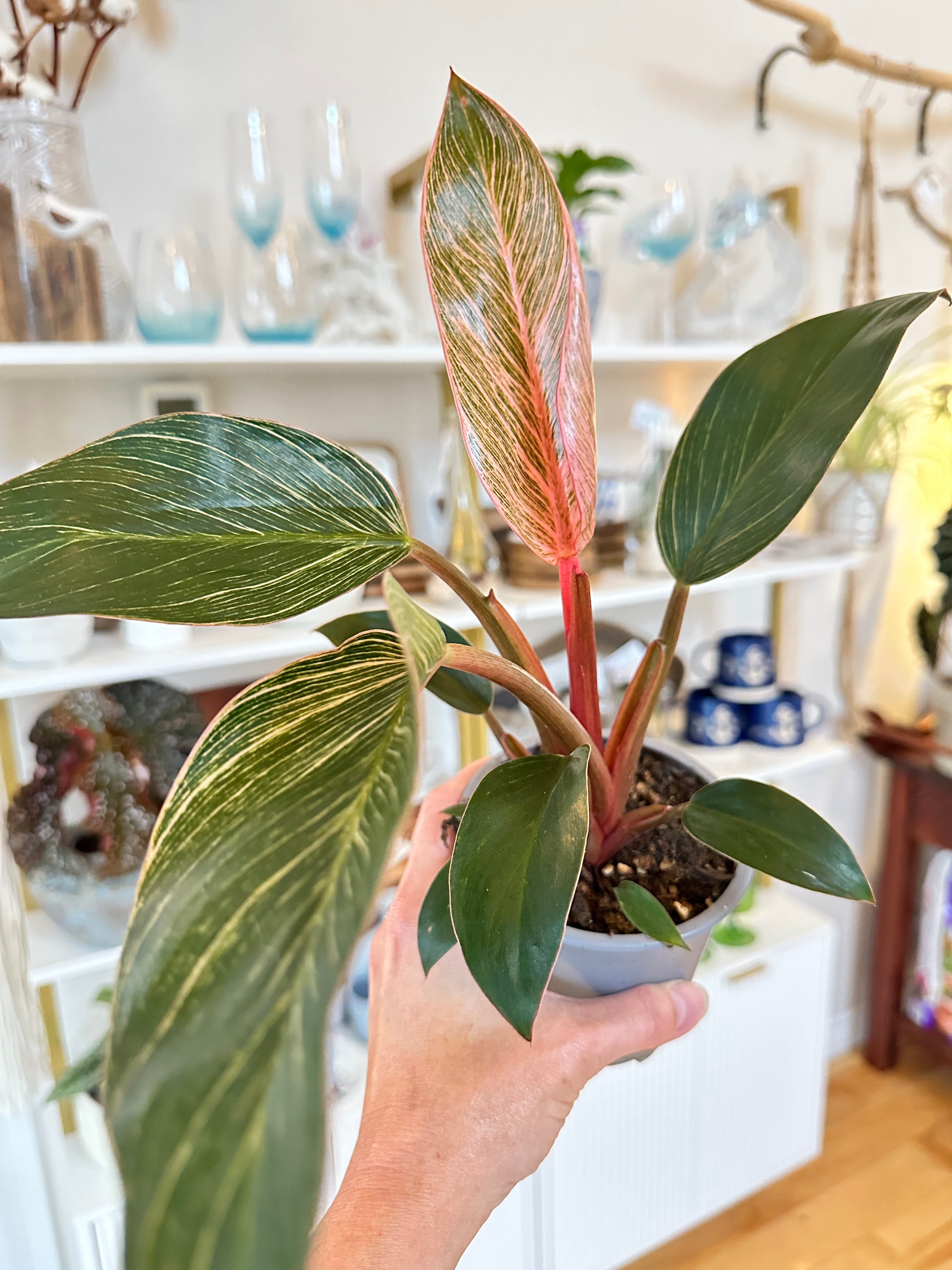 philodendron pink birkin
