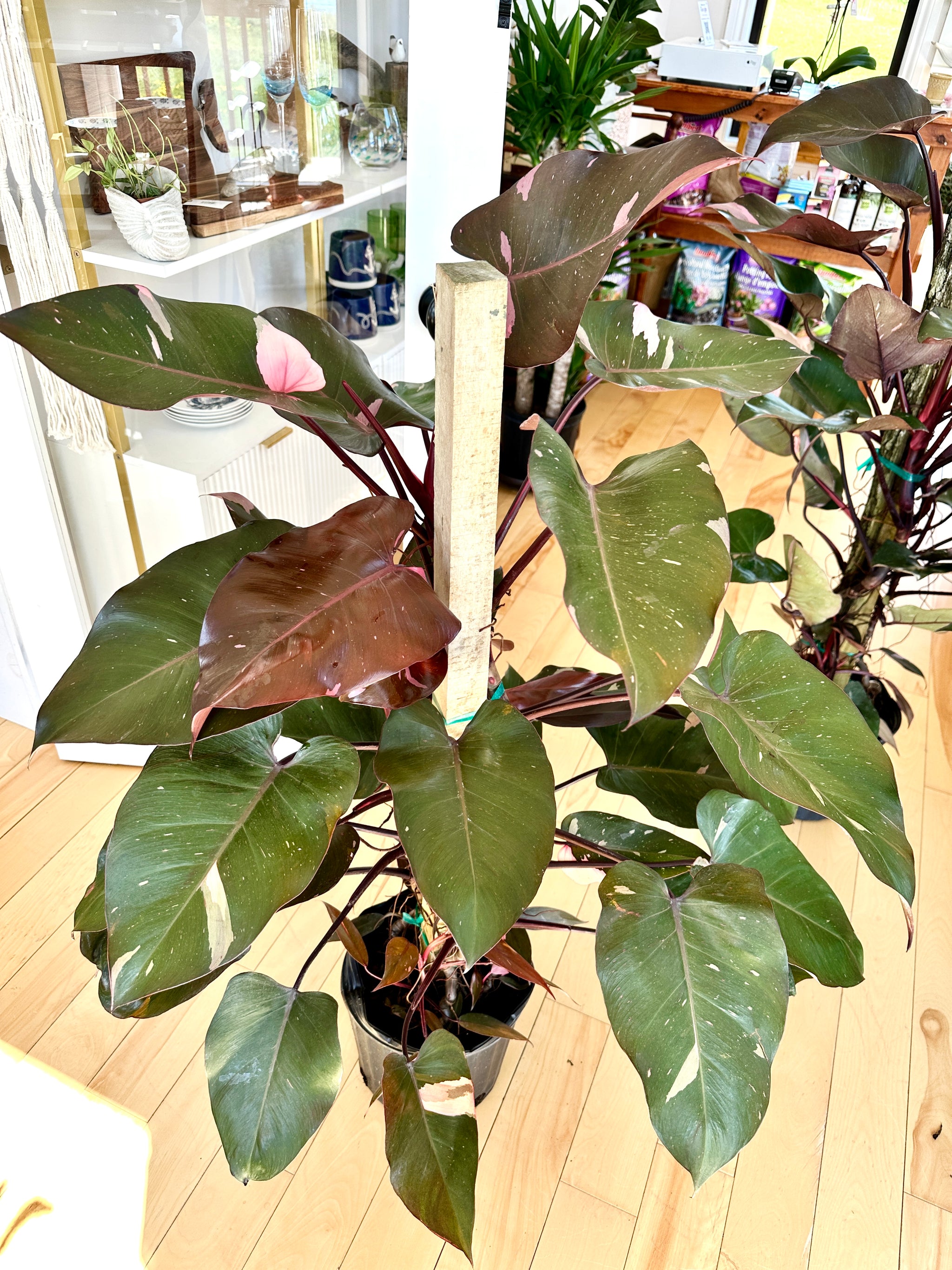 philodendron Pink Princess