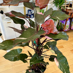 philodendron pink princess
