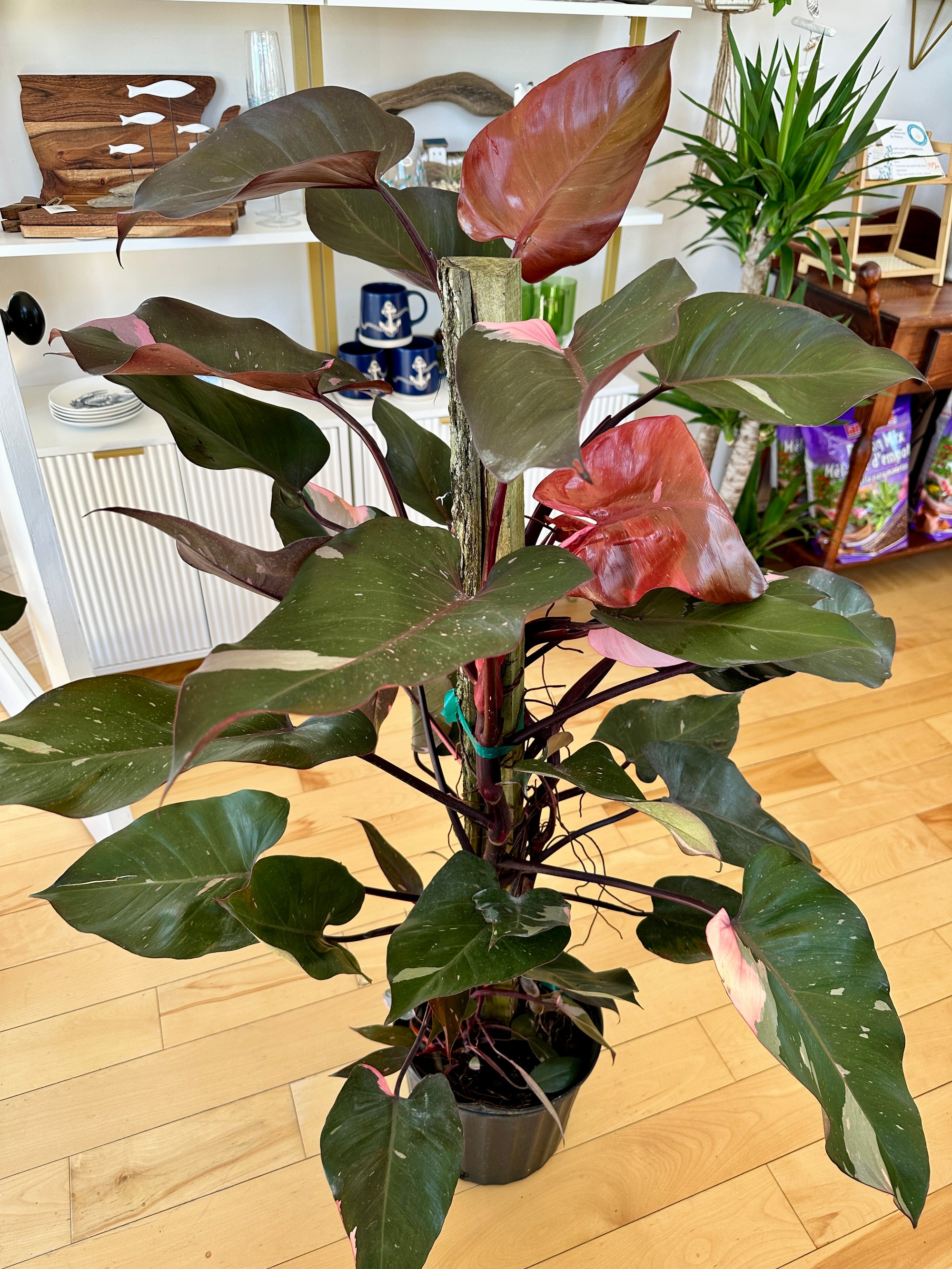 philodendron pink princess