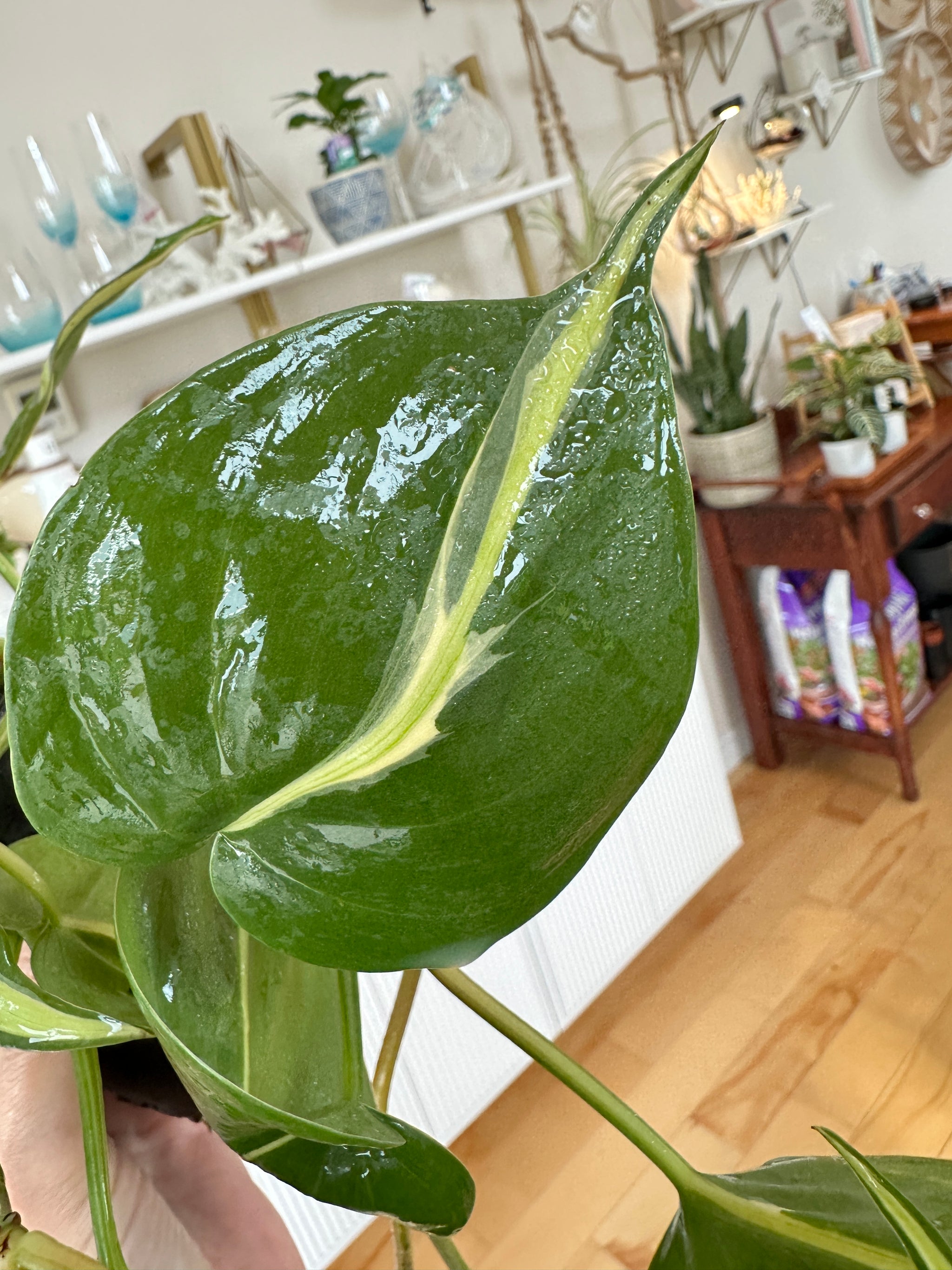 philodendron silver stripe