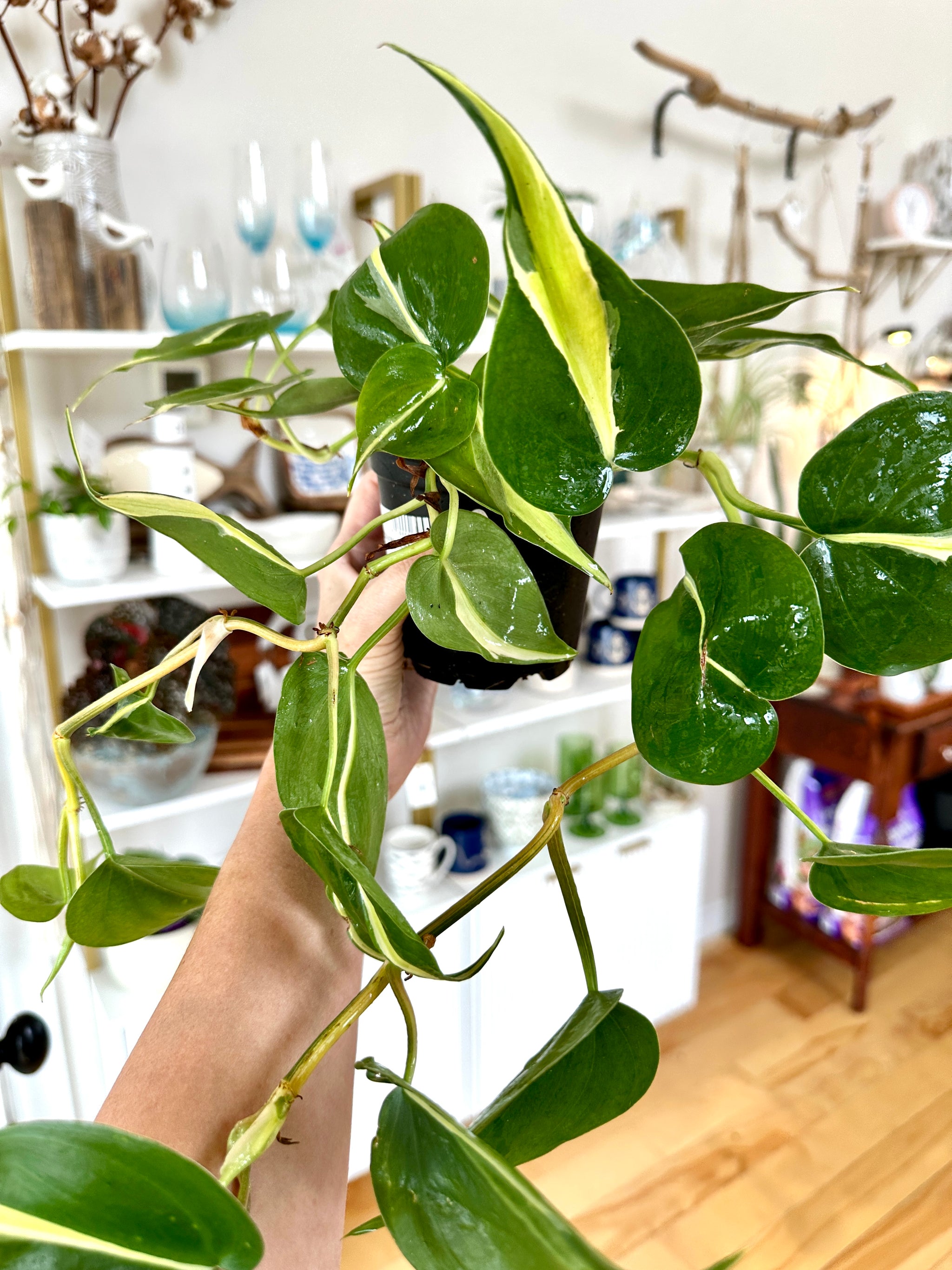 philodendron silver stripe