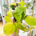 philodendron hederaceum neon