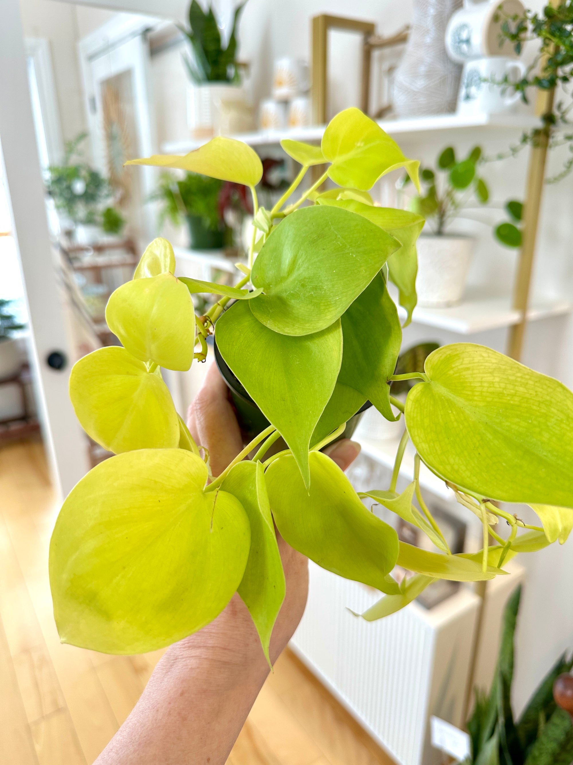 philodendron hederaceum neon