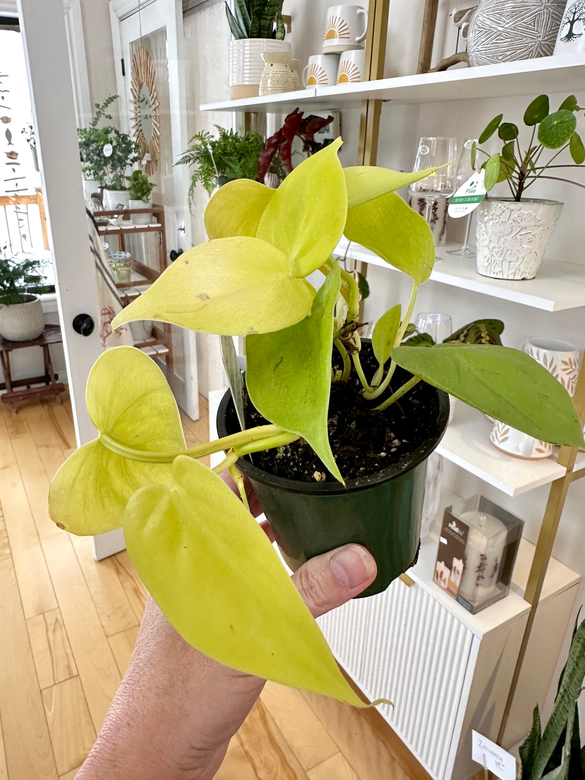 philodendron hederaceum neon