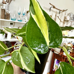 philodendron silver stripe