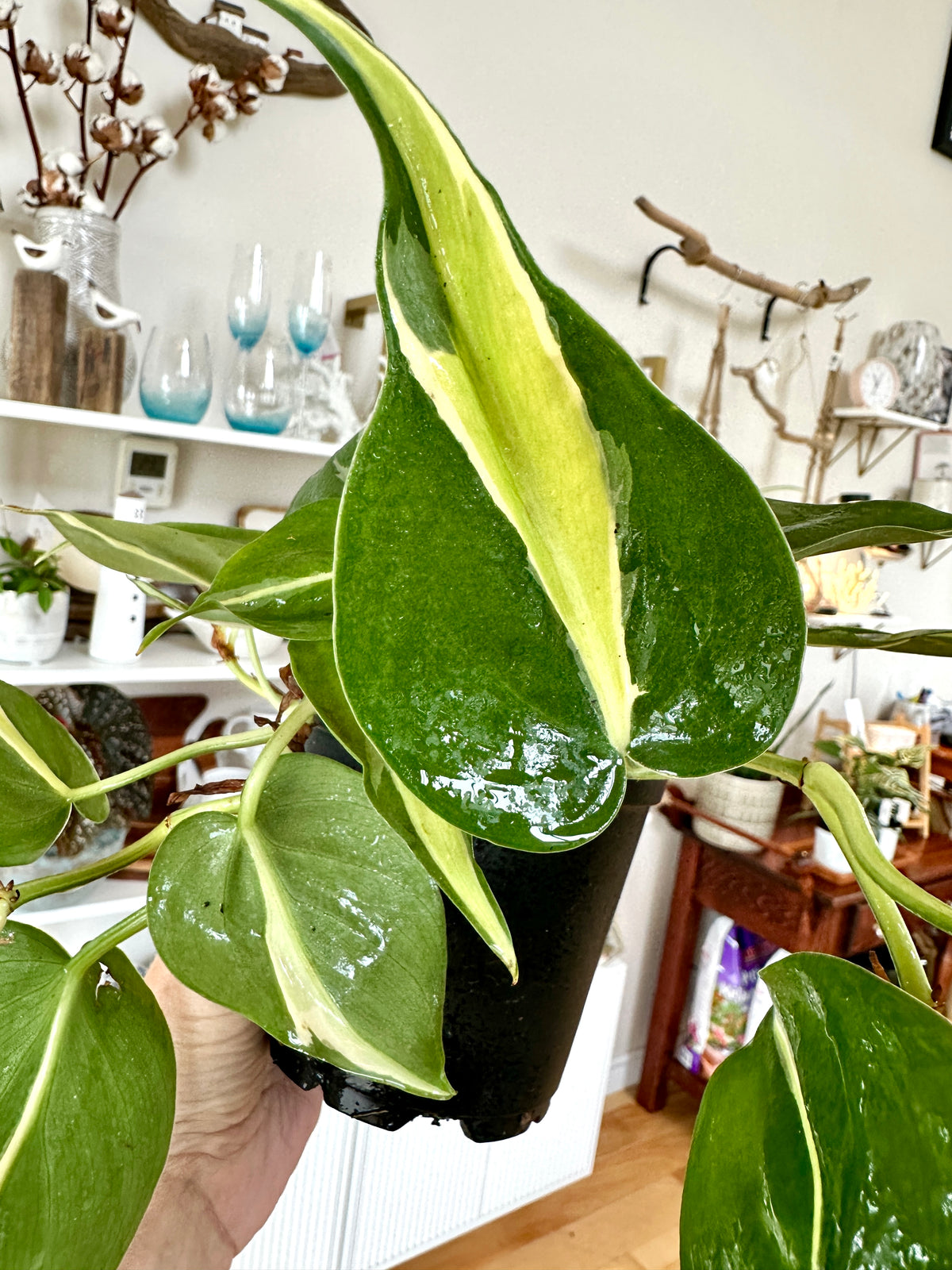 philodendron silver stripe