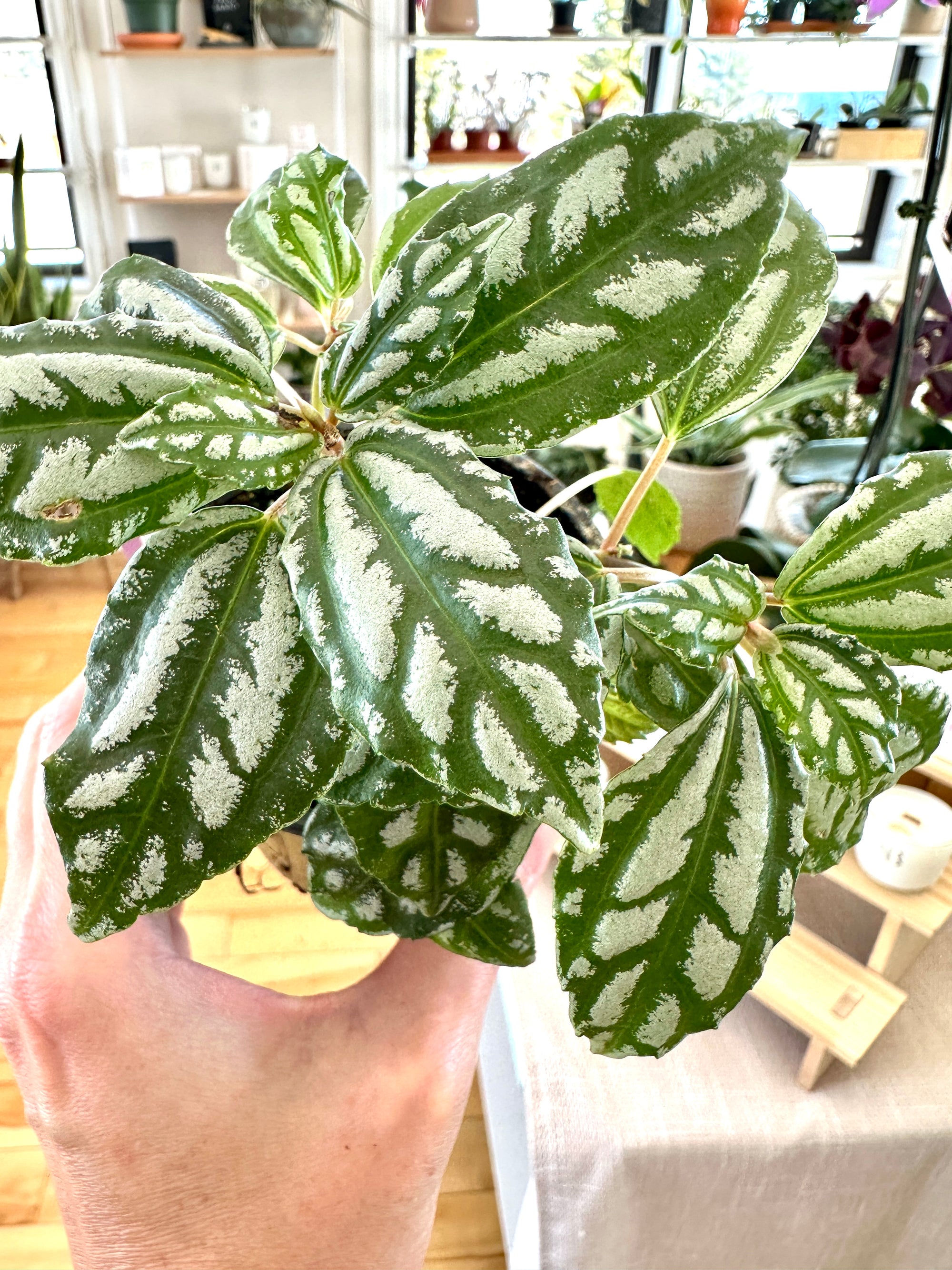 Pilea cadierei 'Aluminum'