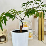 polyscias fruticos ming aralia