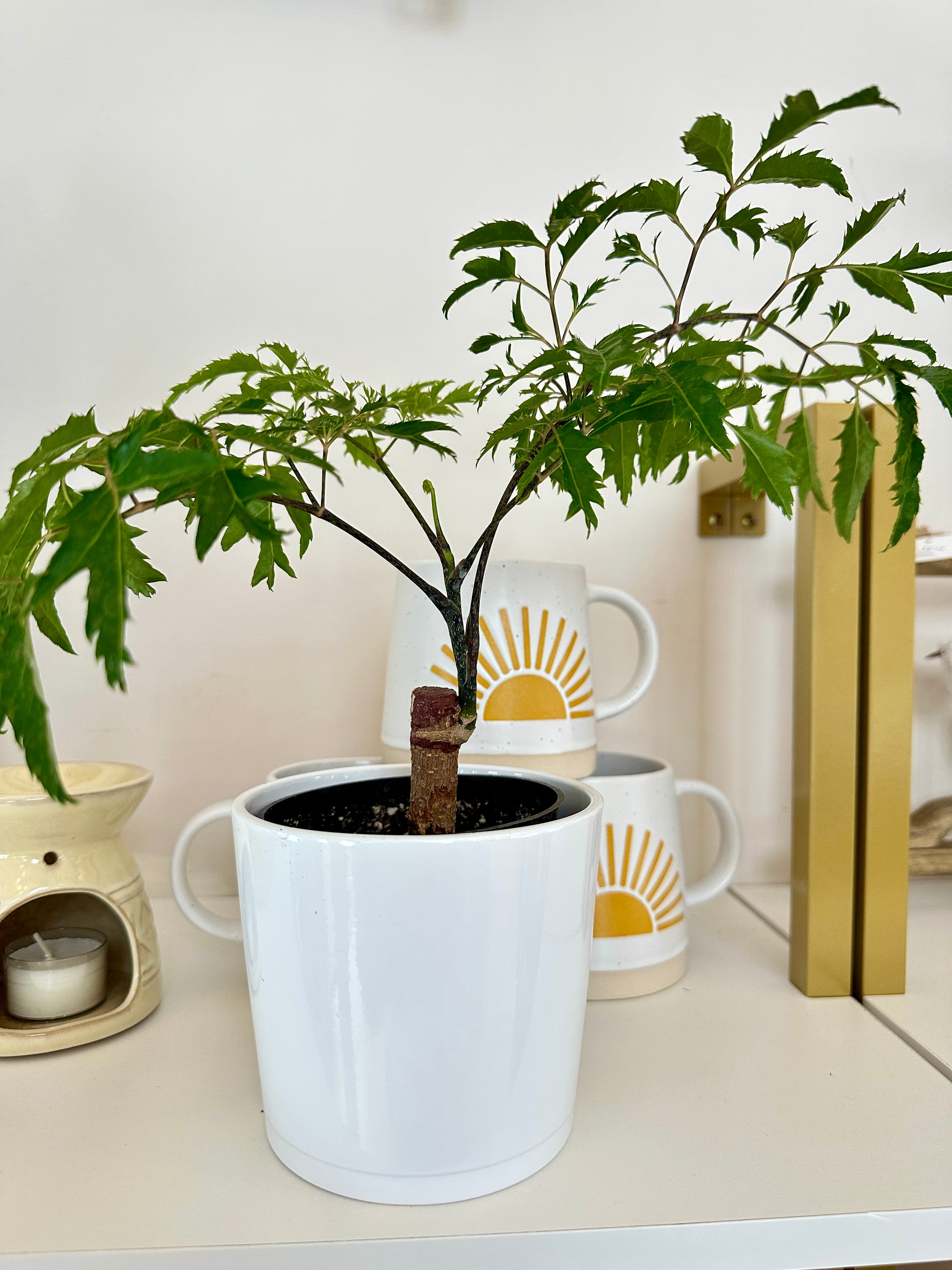 polyscias fruticos ming aralia