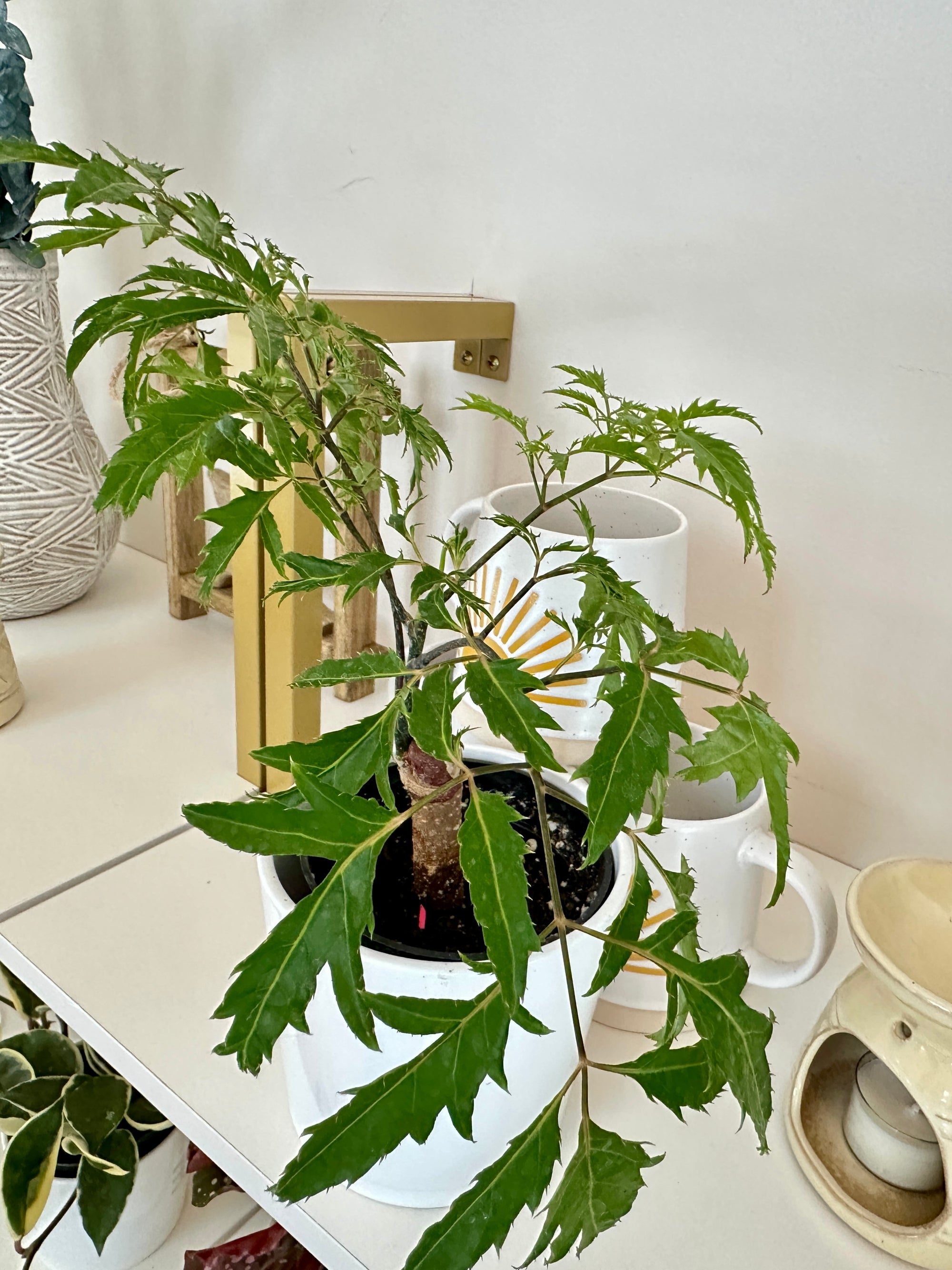 polyscias fruticos ming aralia