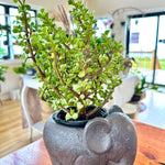 Portulacaria afra | Elephant bush