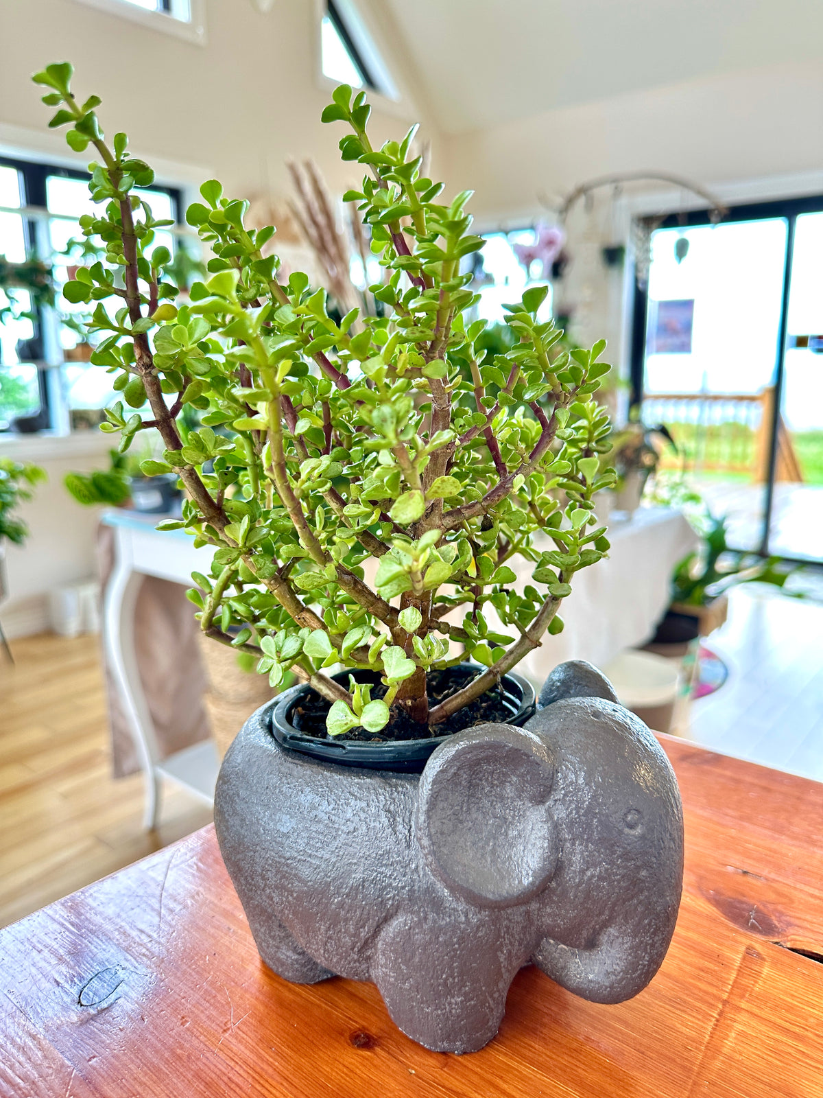 Portulacaria afra | Elephant bush