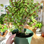 portulacaria afra