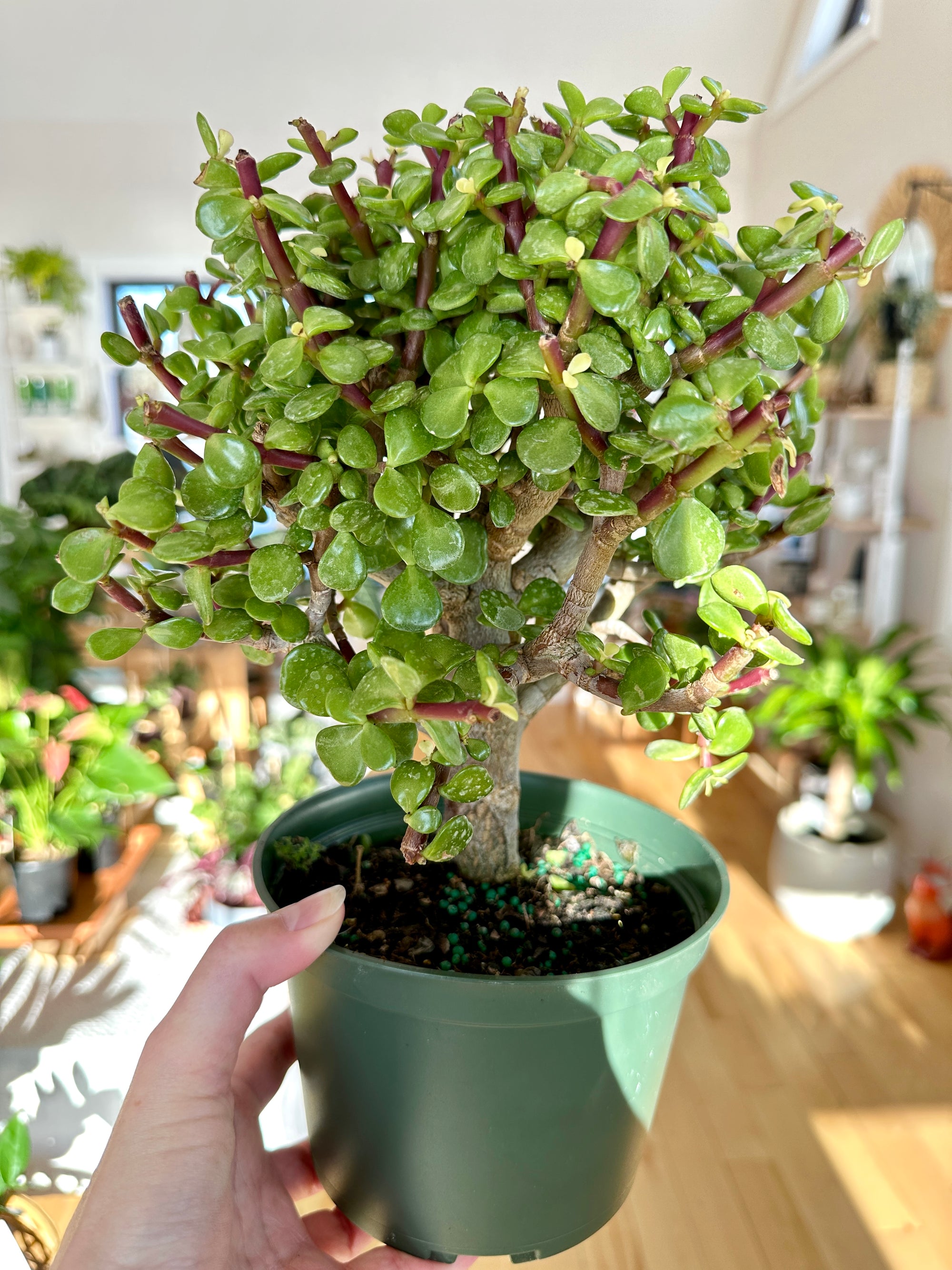 portulacaria afra