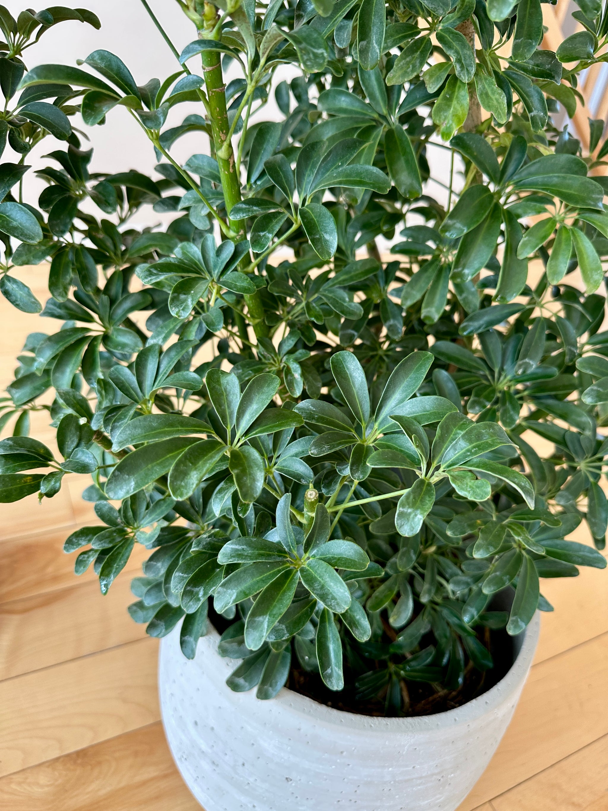 schefflera arboricola