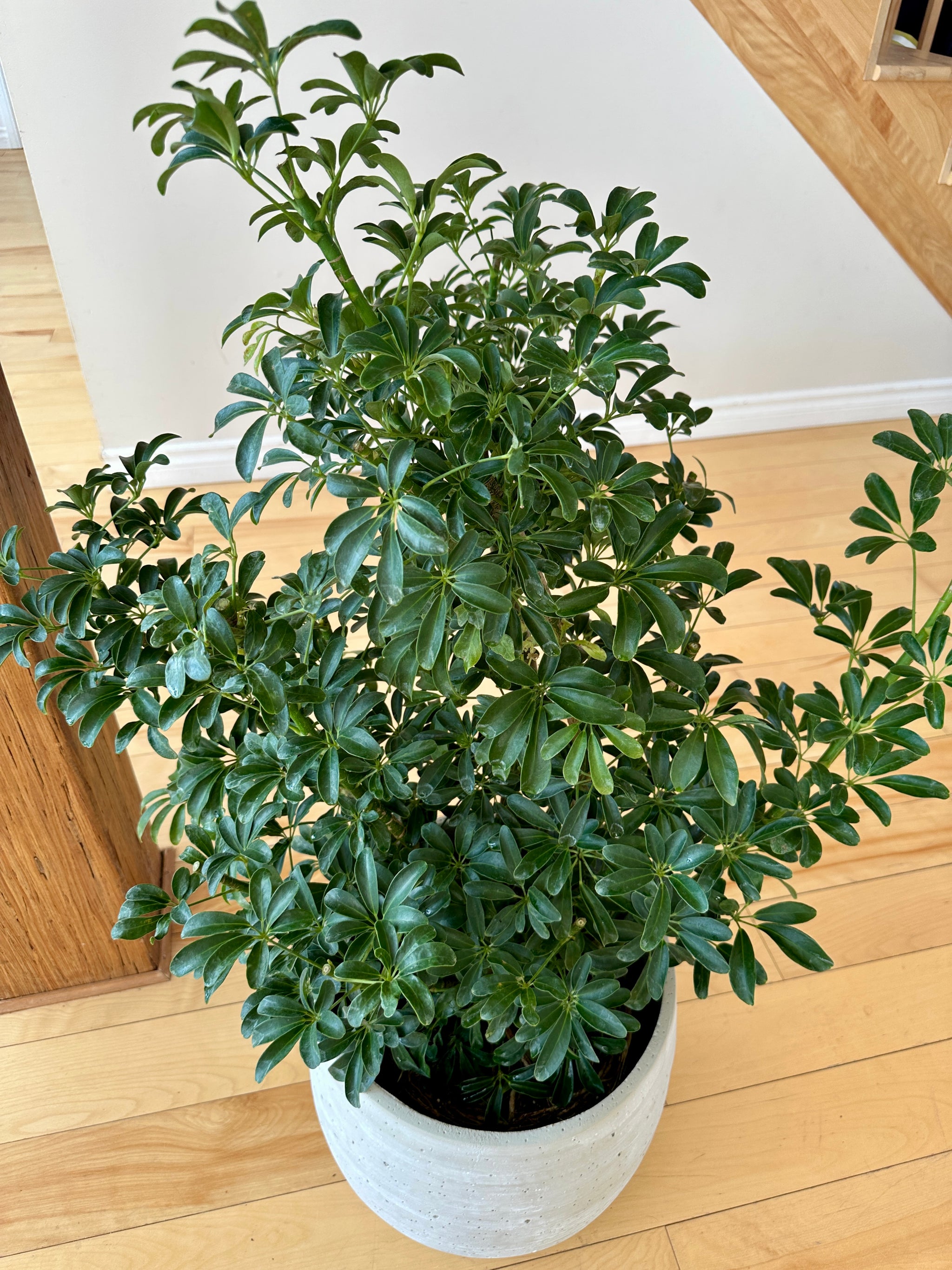 schefflera arboricola