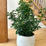 schefflera arboricola