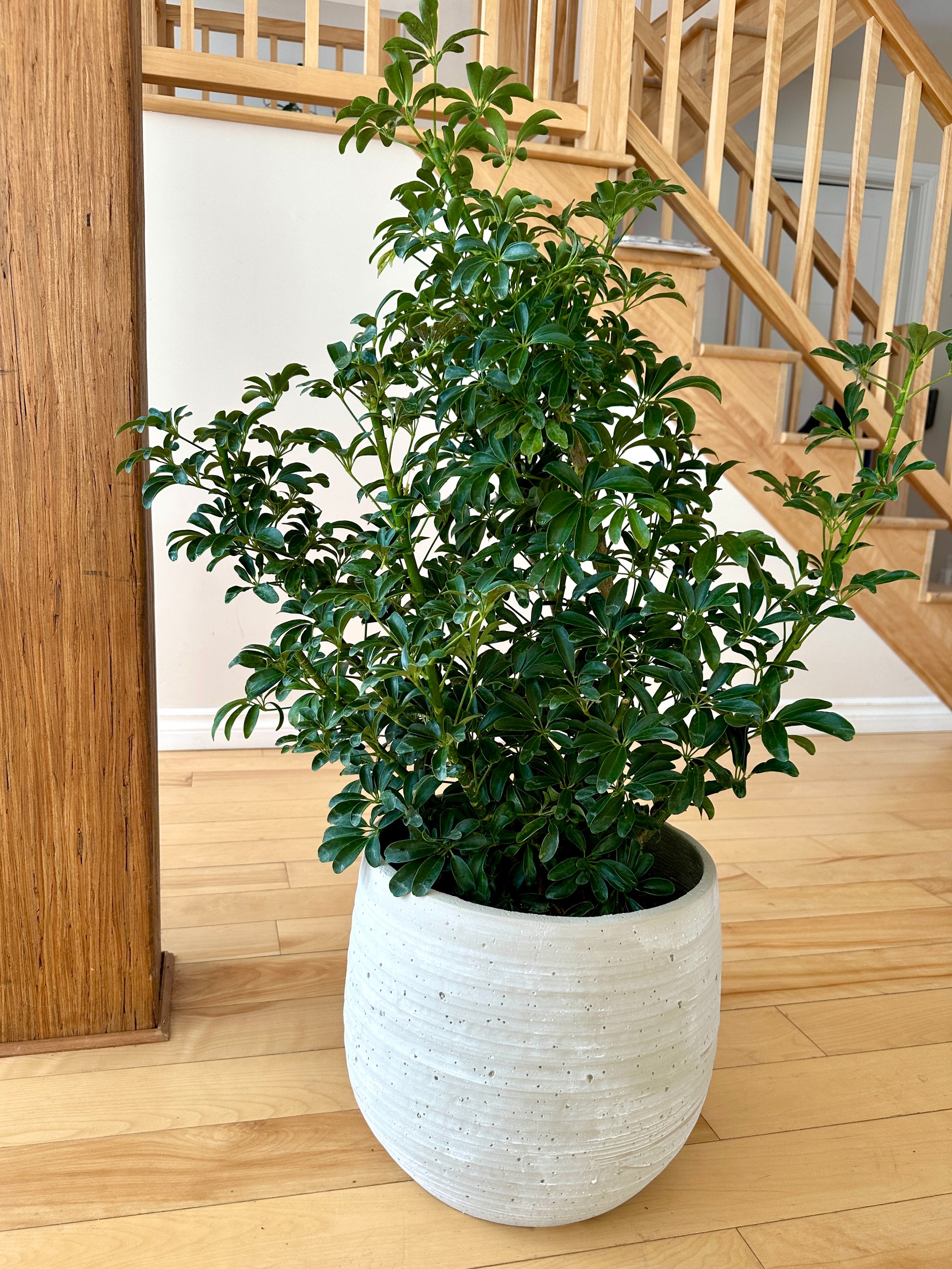 schefflera arboricola