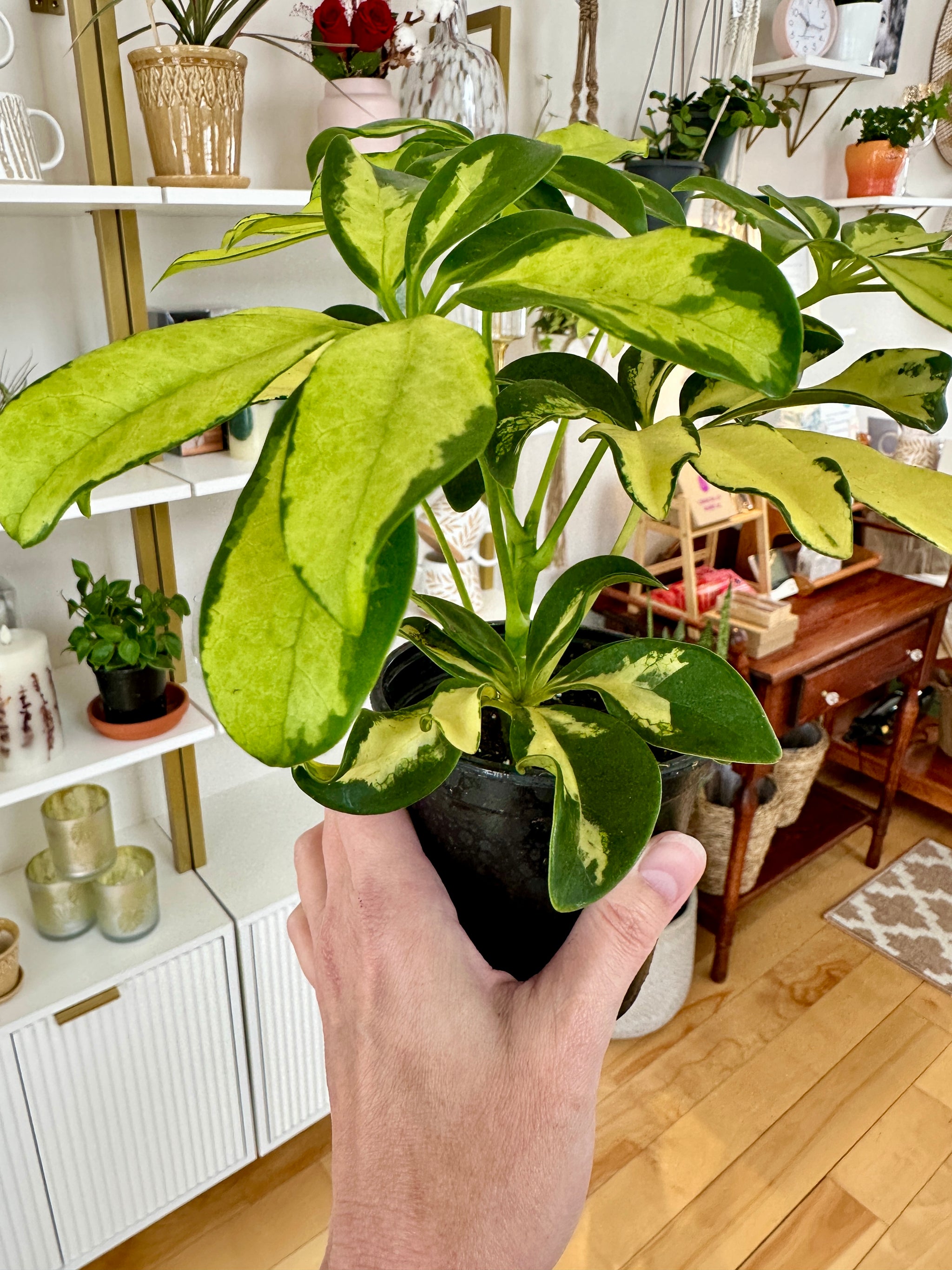 schefflera arboricola variegata