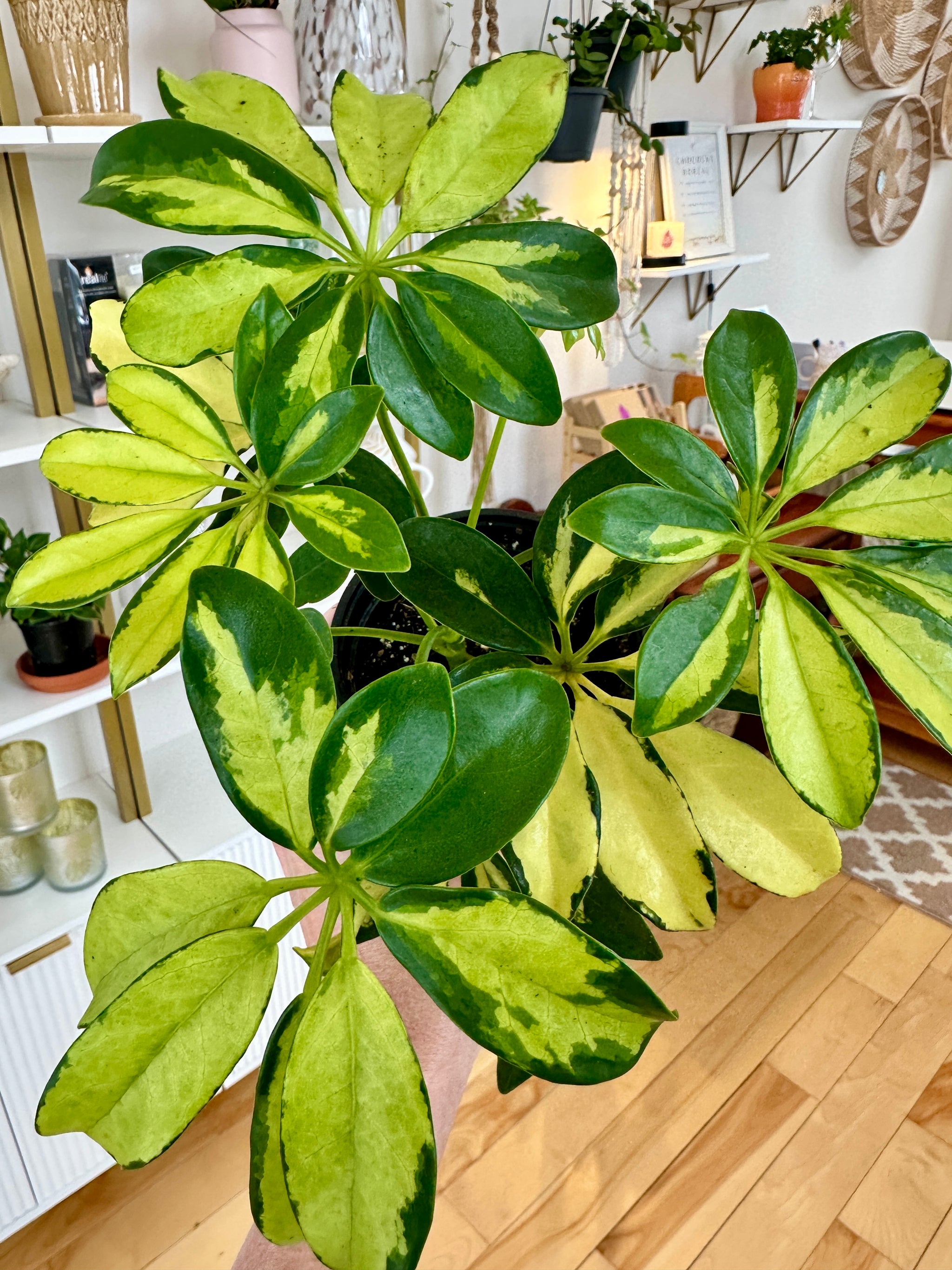 schefflera arboricola variegata