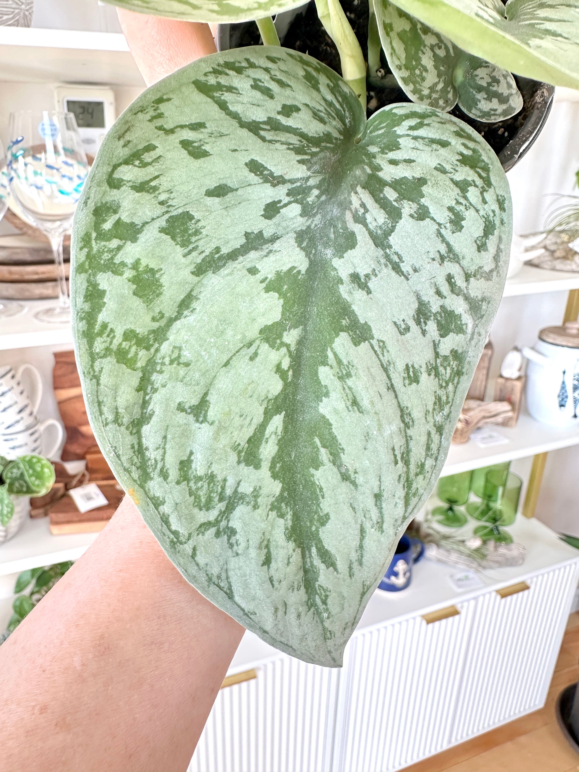scindapsus pictus exotica