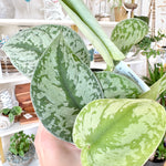 scindapsus pictus exotica