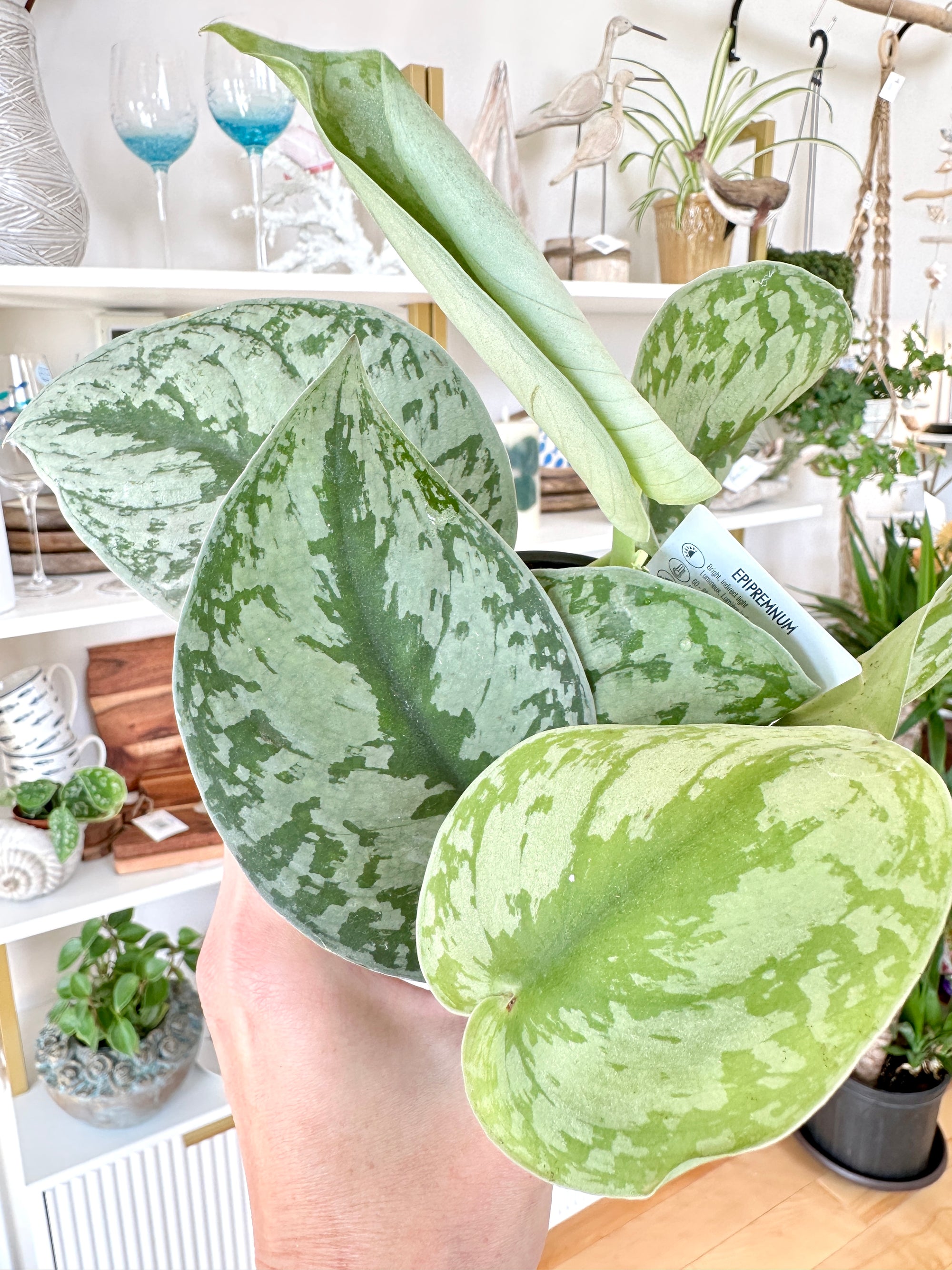 scindapsus pictus exotica