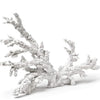 corail coral