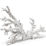 corail coral
