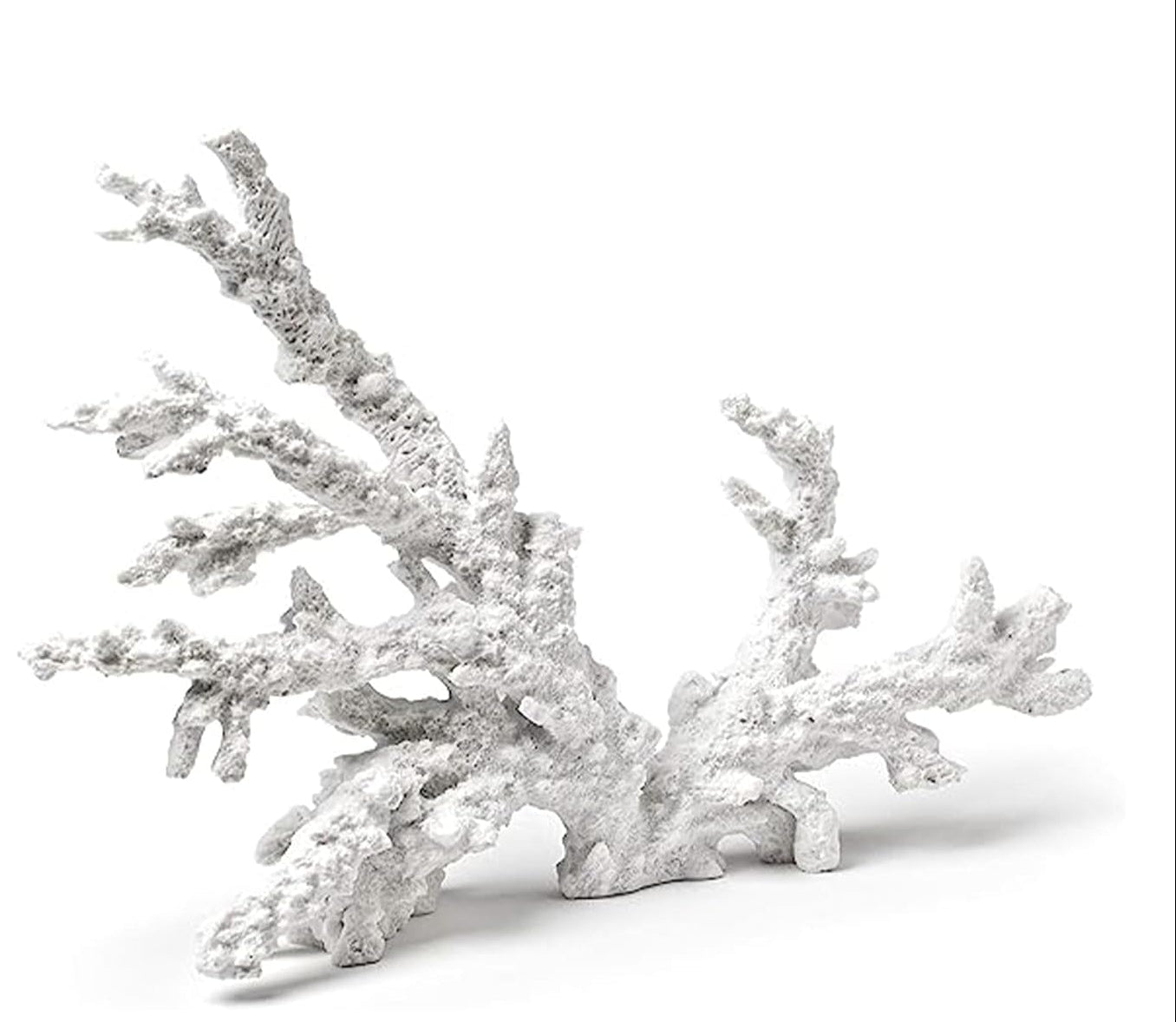 corail coral