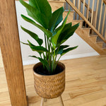 strelitzia bird of paradis oiseau de paradis