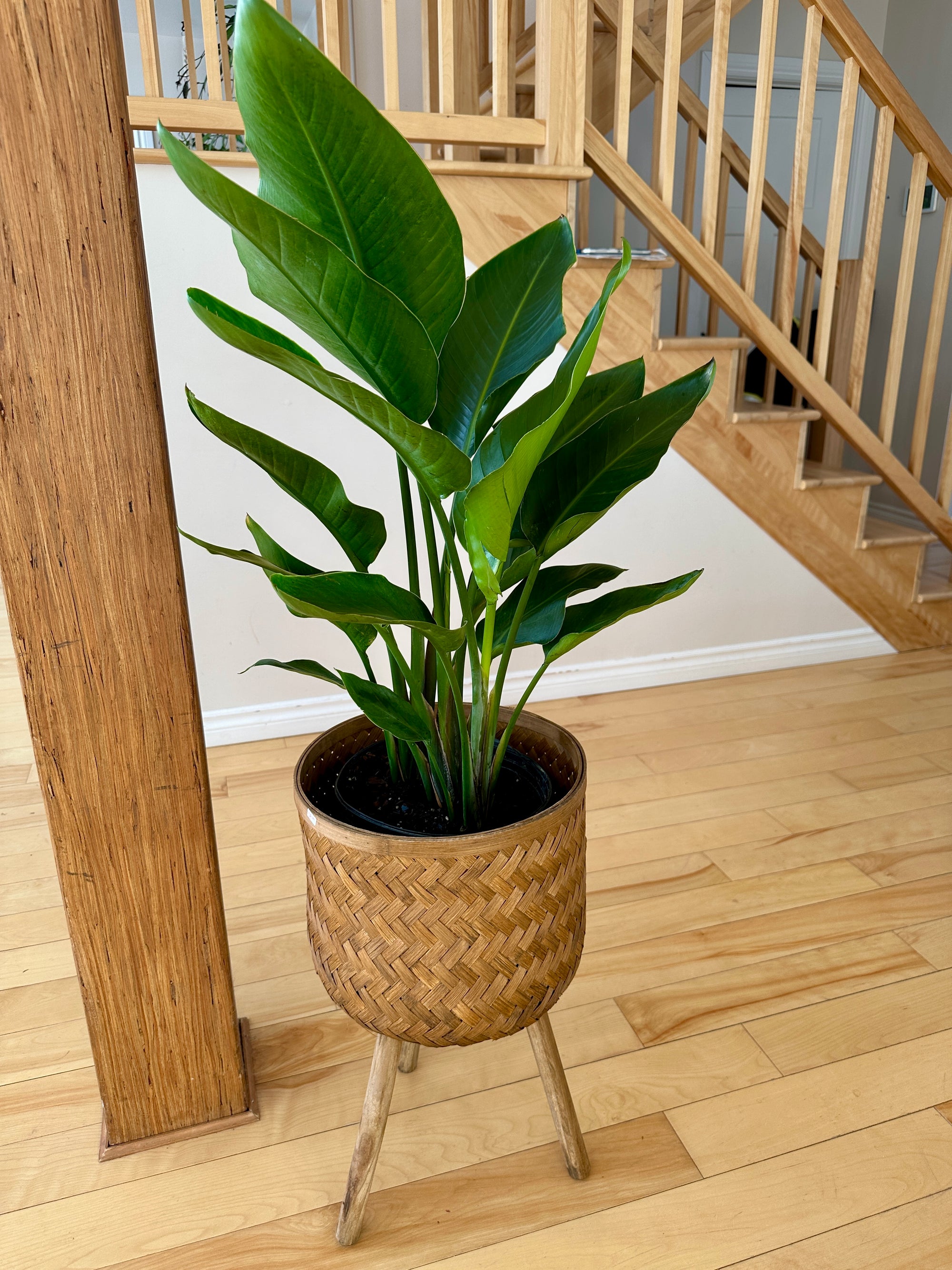 strelitzia bird of paradis oiseau de paradis