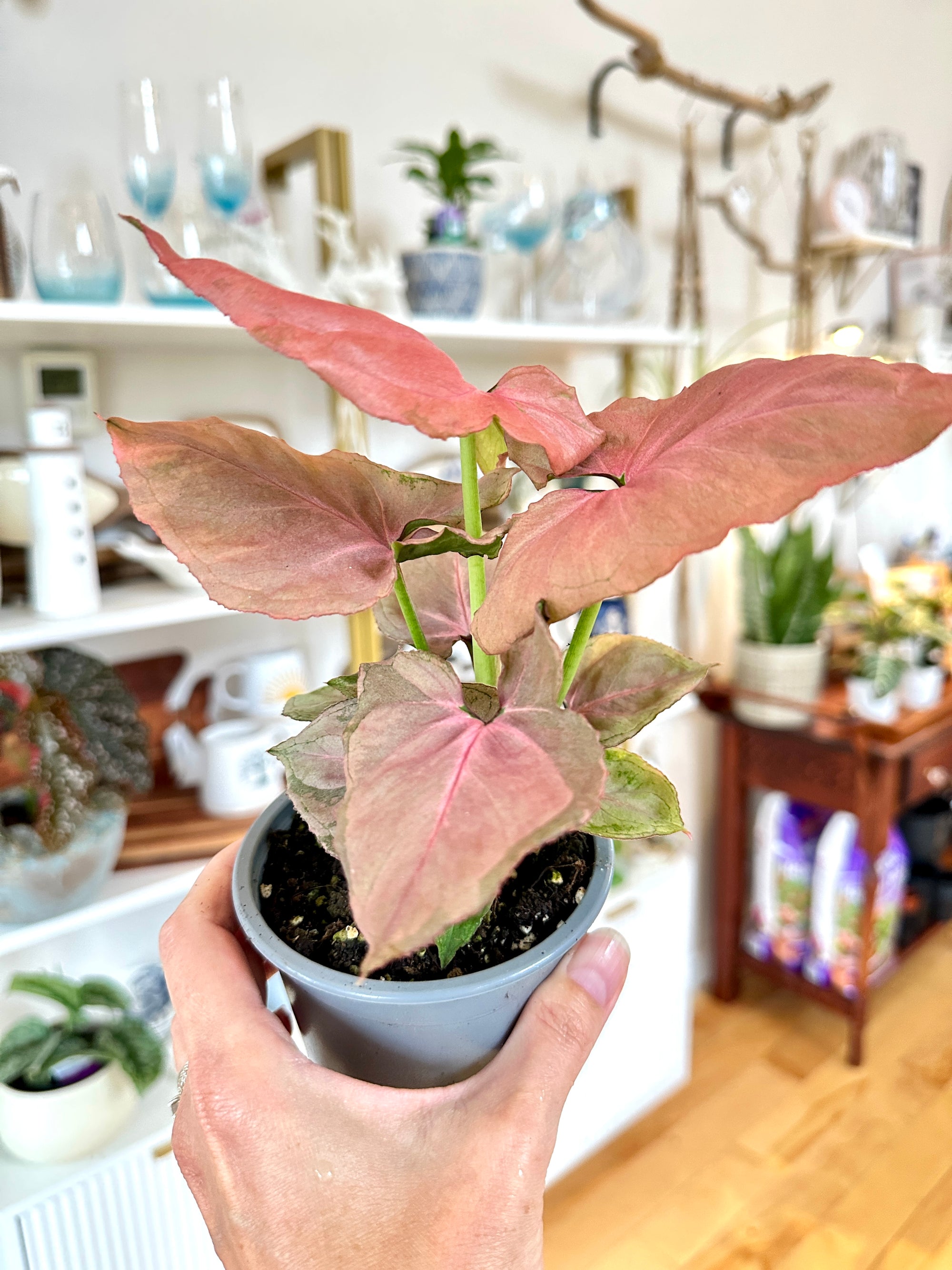 Syngonium podophyllum | 'Pink Perfection'