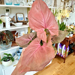 Syngonium podophyllum | 'Pink Perfection'